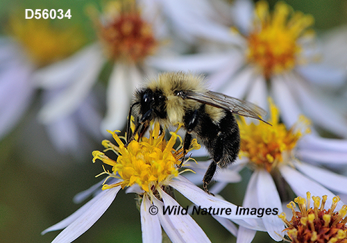 Common Eastern Bumble Bee (Bombus impatiens)